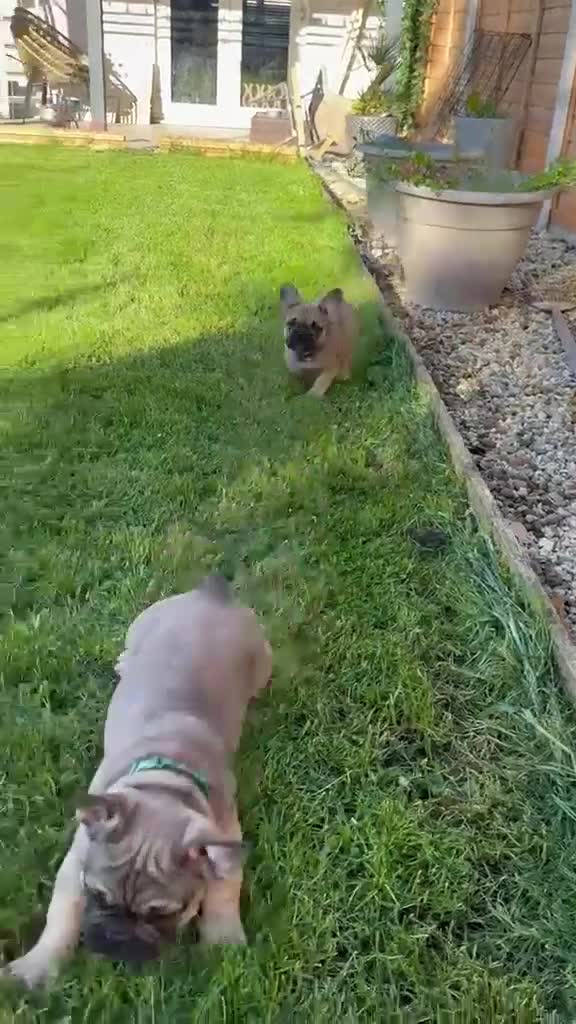 French Bulldog dogs for sale: 🔥Last 2boys French Bulldog ready to leave now🔥 - Video 2