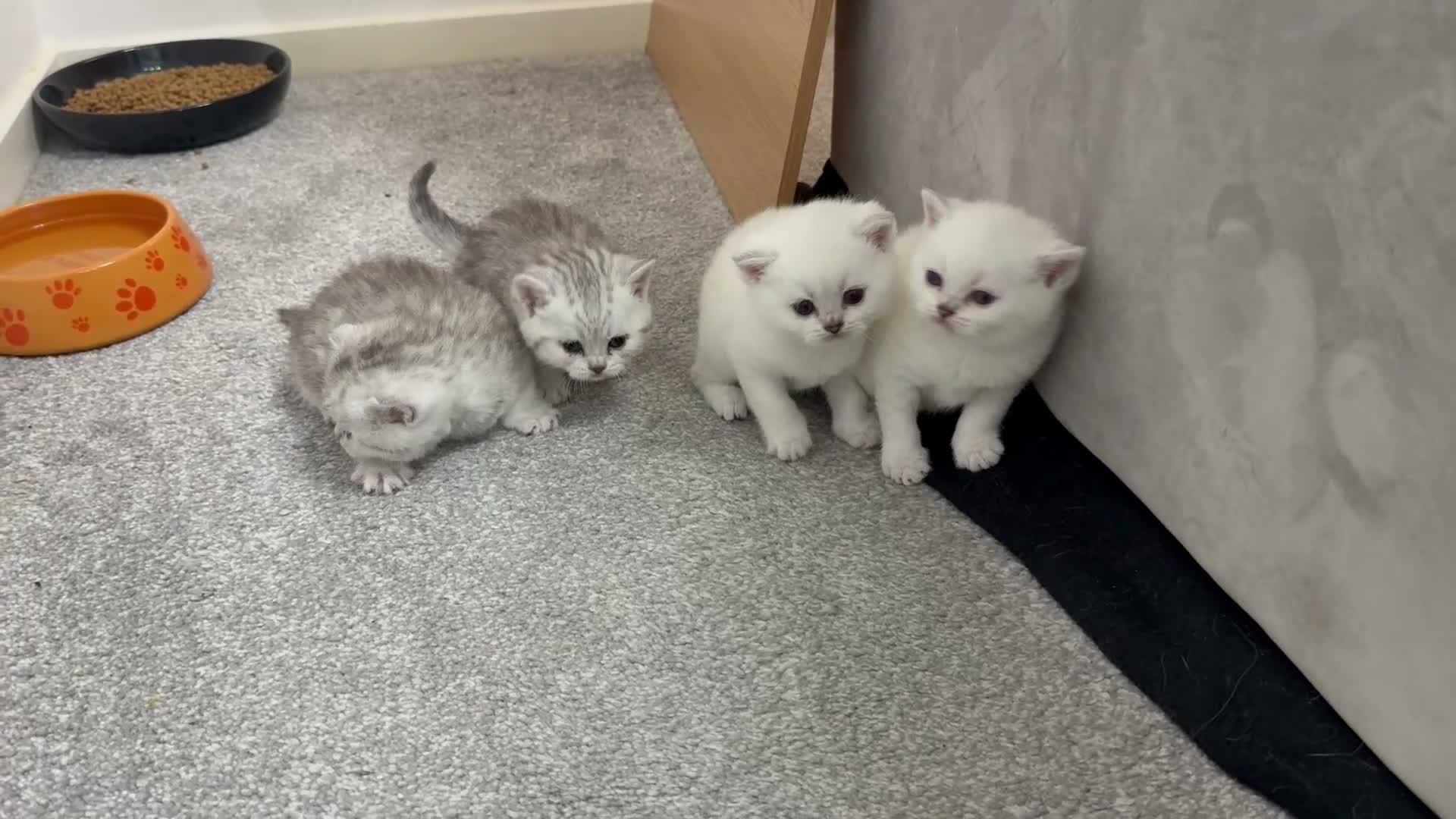British Shorthair cats for sale: LAST BOY LEFT British Shorthair Chinchilla Kittens - Video 1