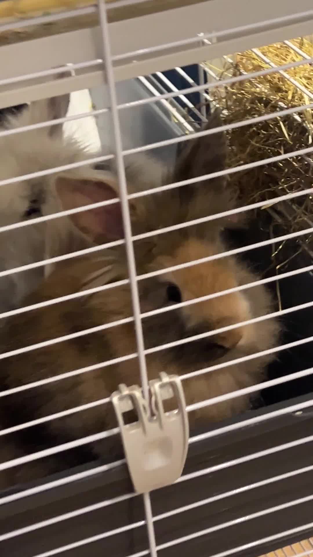 Mini Lion Lop rabbits for sale: Super cute mini lop x lionhead rabbits - Video 1