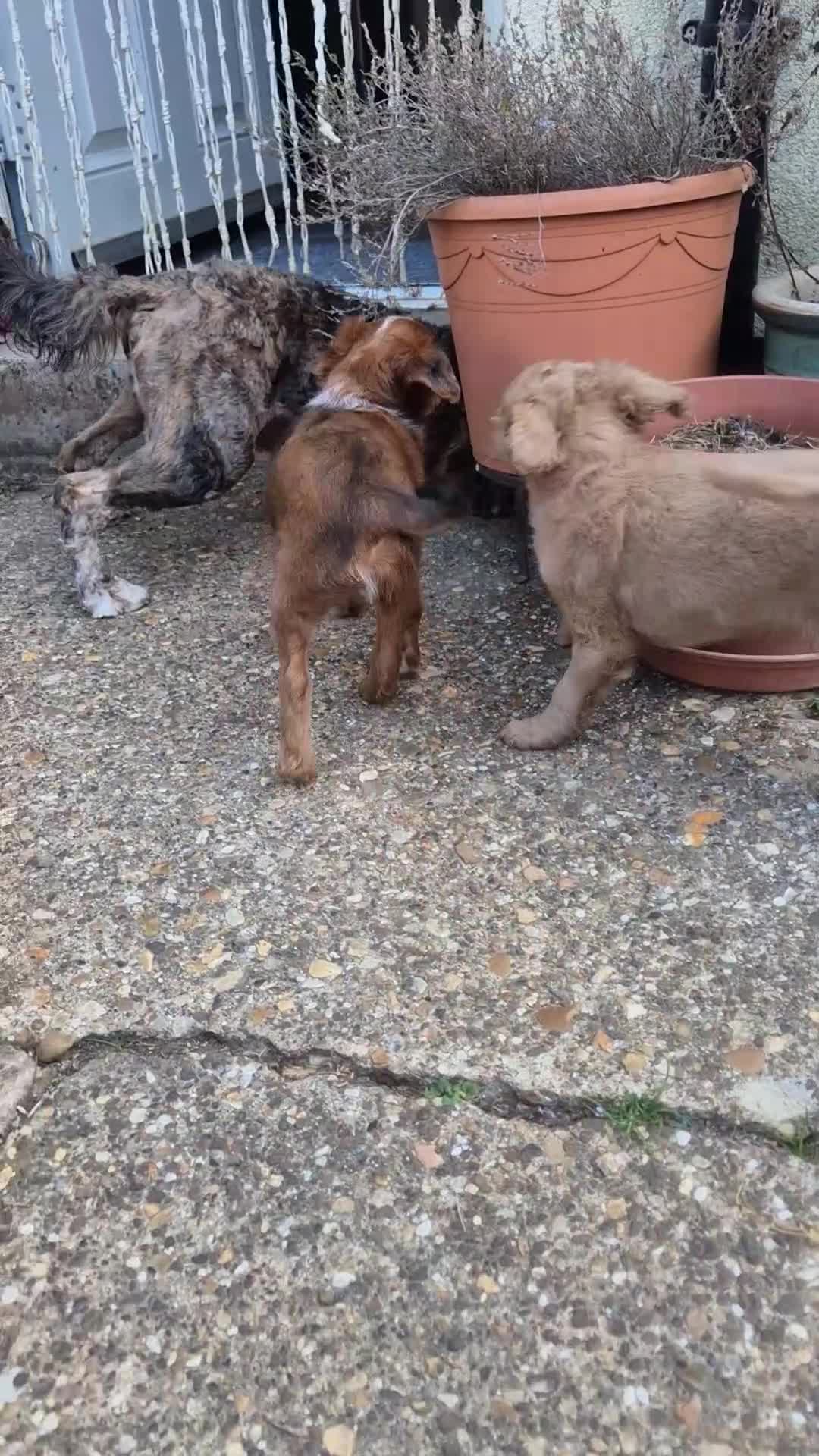 Mixed Breed dogs for sale: Cockapoochis Ready Now  - Video 2