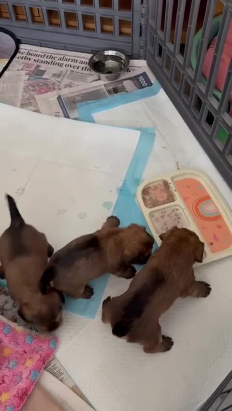 Yorkshire Terrier dogs for sale: Beautiful Chocolate Orange Yorkshire Terriers - Video 2