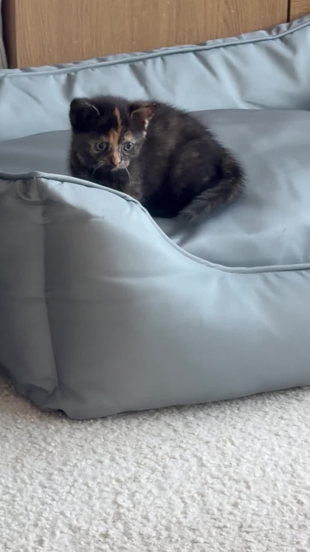 Mixed Breed cats for sale: 2 remaining kittens- £120 each or £220 for both  - Video 2