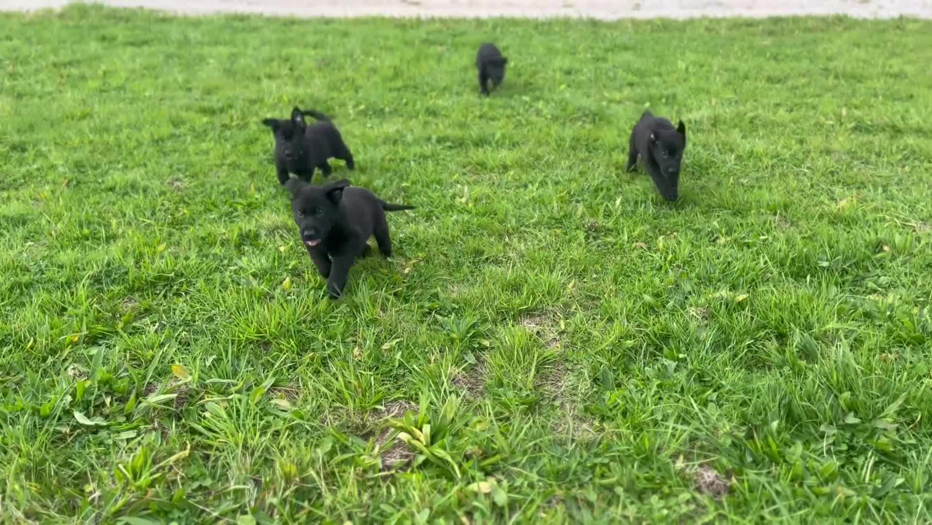 German Shepherd dogs for sale: Working Line German Shepherd Puppies - Cornwall - Video 1