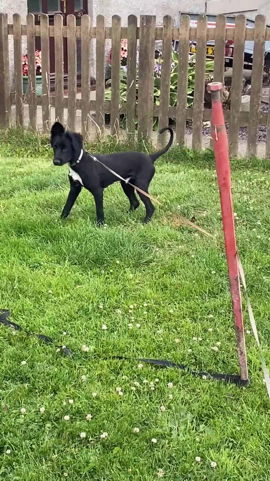 Sprollie dogs for sale: 8 month old male sprollie  for sale  in Buxton - Video 1