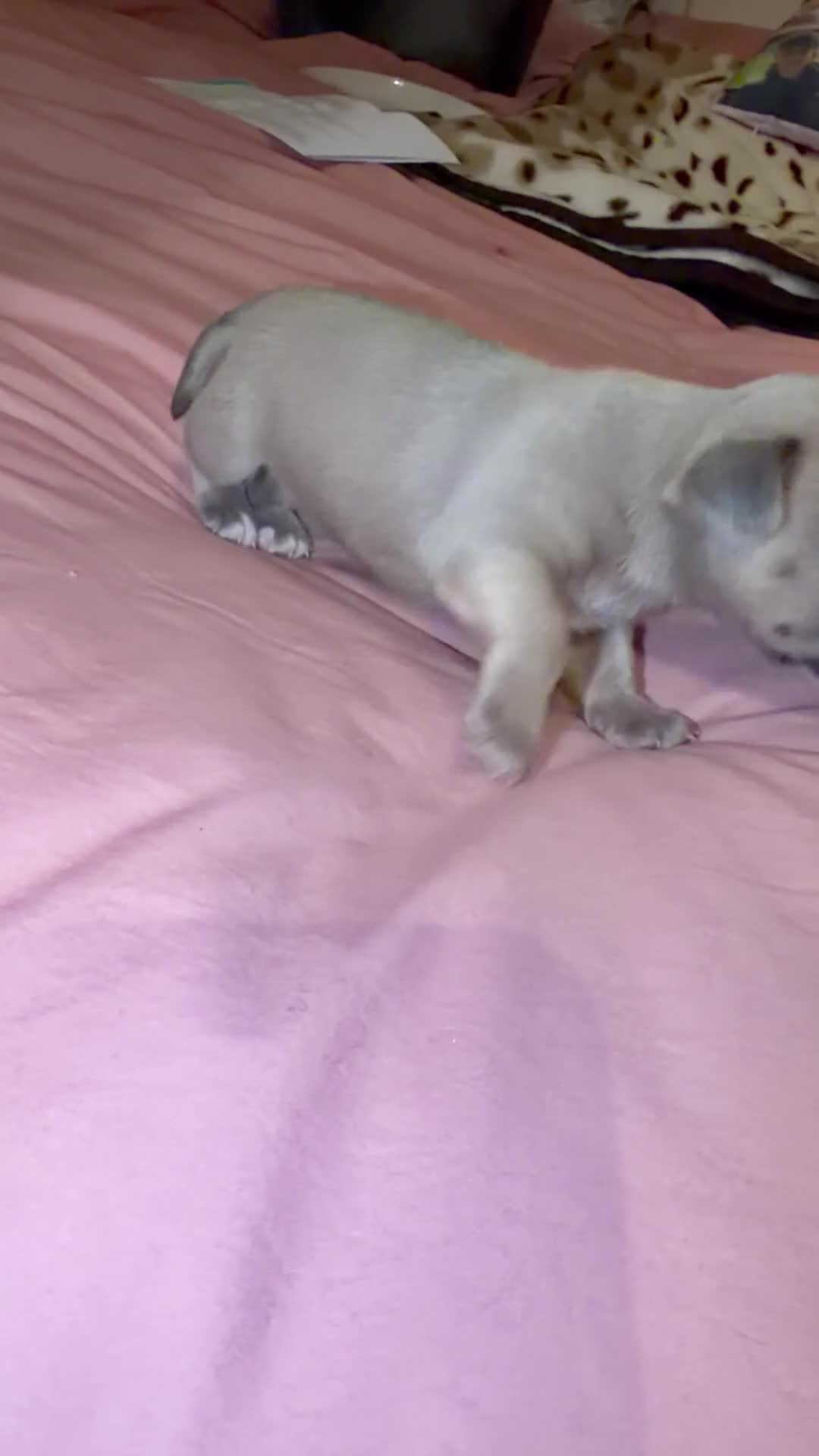 Jack Russell dogs for sale: Jack Russell puppy’s  - Video 1