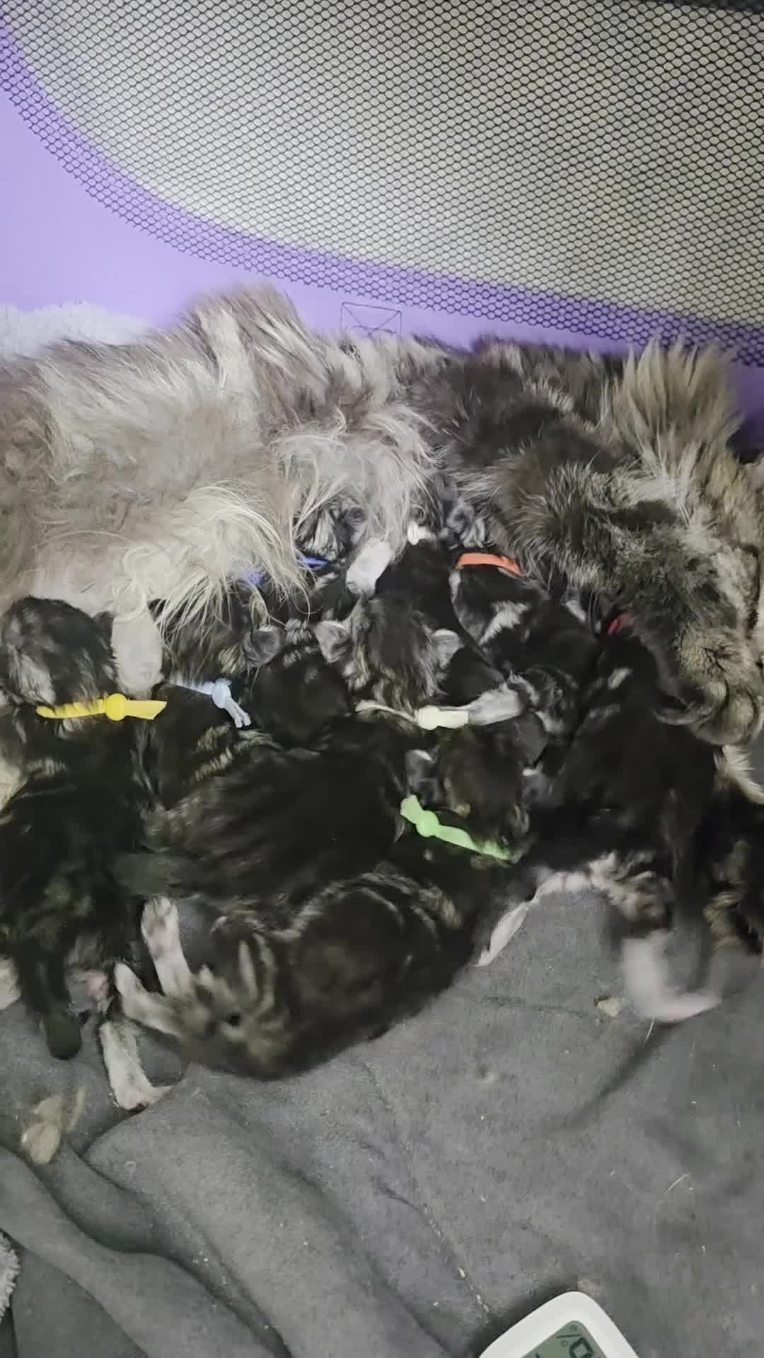 Maine Coon cats for sale: Adorable Kittens Looking for Loving Homes 🐾 in Clacton-on-Sea - Video 1