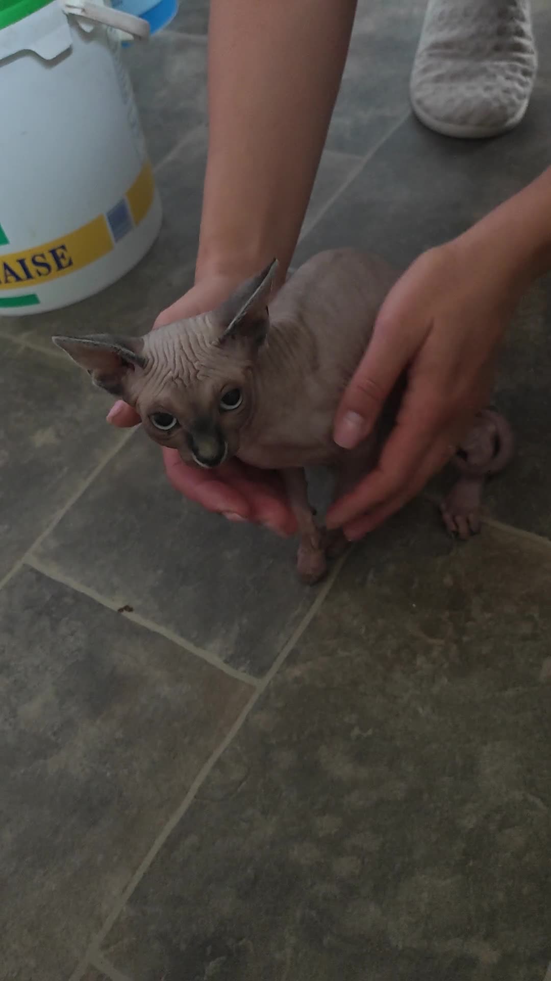 Sphynx cats for sale: Sphinx girl  - Video 2