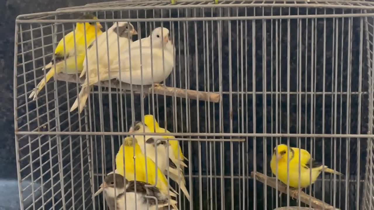 Canaries birds for sale: Young Fife Caneries - Video 2