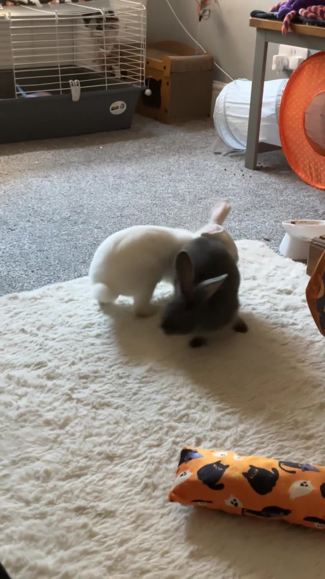 Mixed Breed rabbits for sale: 2 doe bunnies  - Video 1