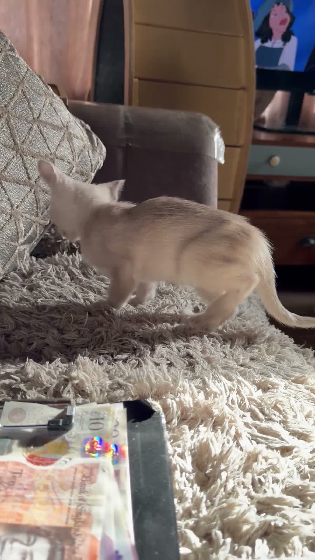Burmese cats for sale: Gorgeous Playful Loving Burmese Kittens  - Video 1