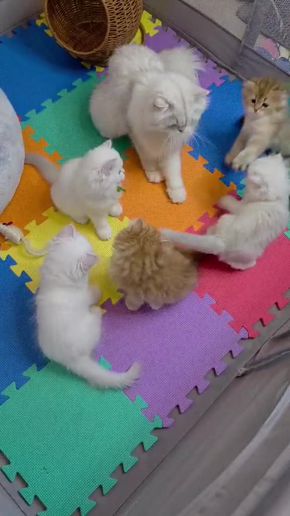 British Longhair cats for sale: British Longhair Kittens – Champion Lines ✨ - Video 3