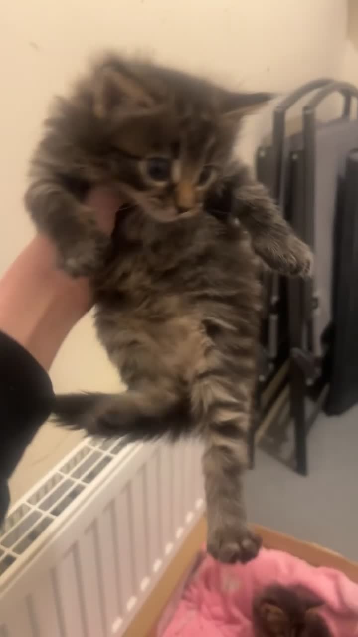 Bengal cats for sale: 3 beautiful, chunky, friendly Bengal X kittens - Video 5