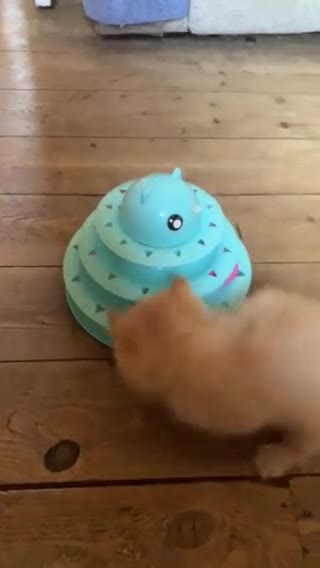 Persian cats for sale: 💖Purr-fect Persian Kittens 💖 PEDIGREE - Video 1