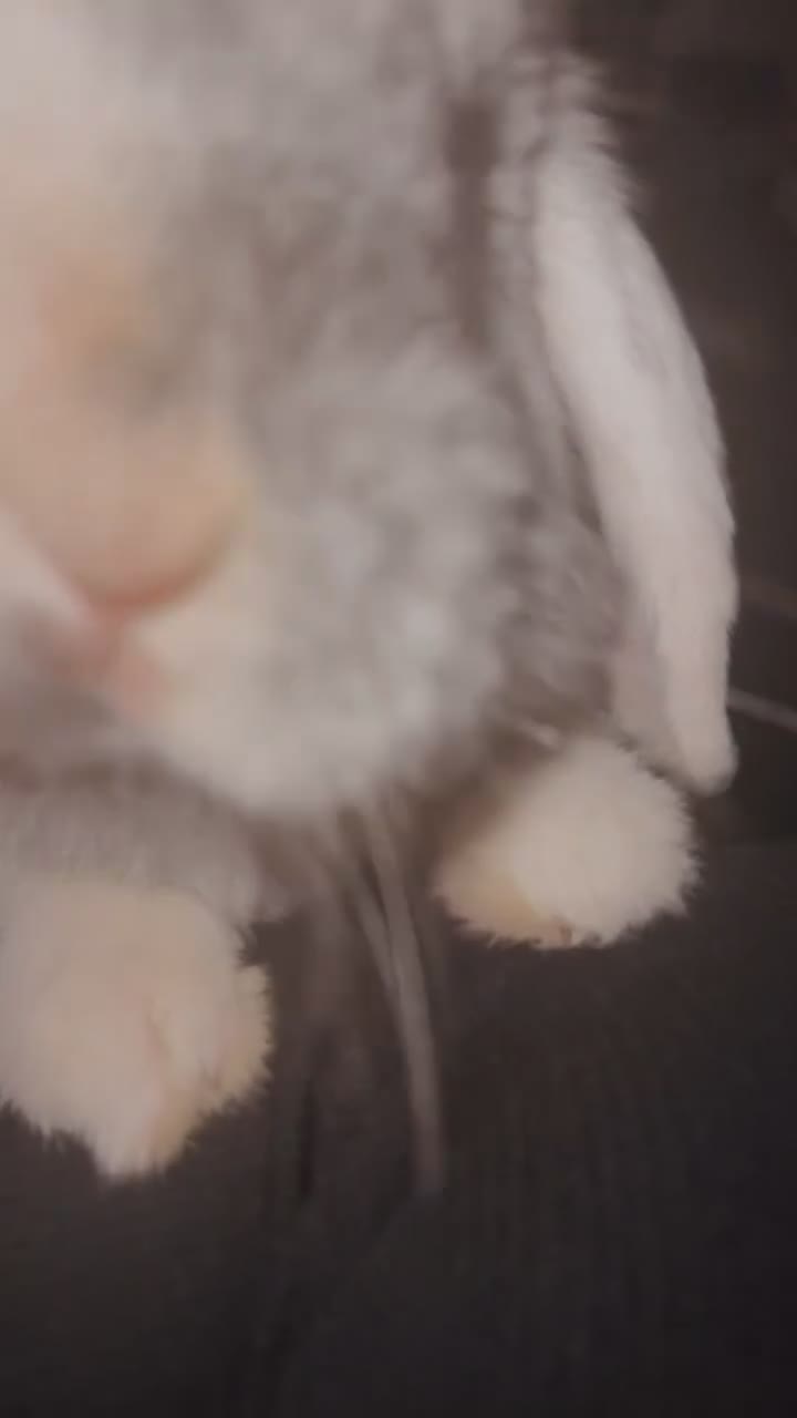Mini Lop rabbits for sale: Beautiful mini lop female for sale  in Leeds - Video 1