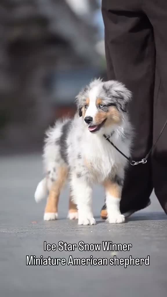 Miniature American Shepherd dogs for sale: Miniature American Shepherd puppies  in Northampton - Video 1