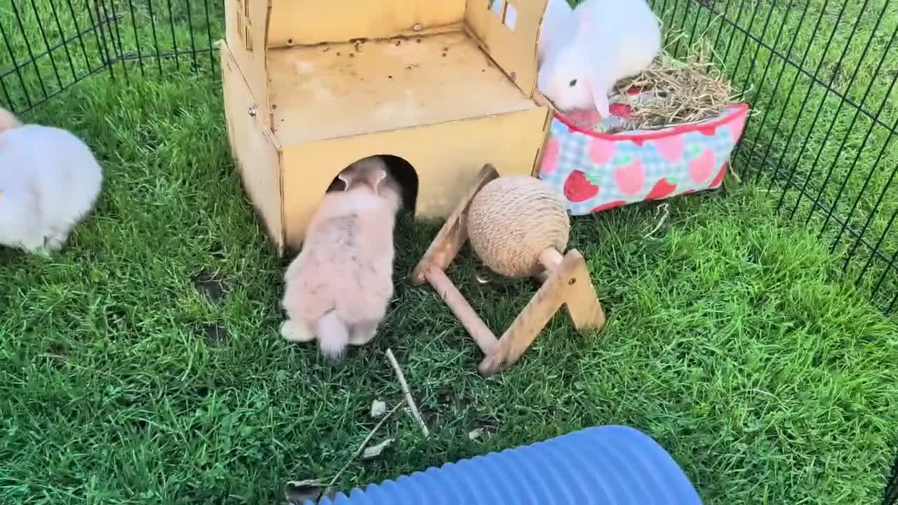 Mixed Breed rabbits for sale: Netherland Dwarf/lion head X mini lop  - Video 2