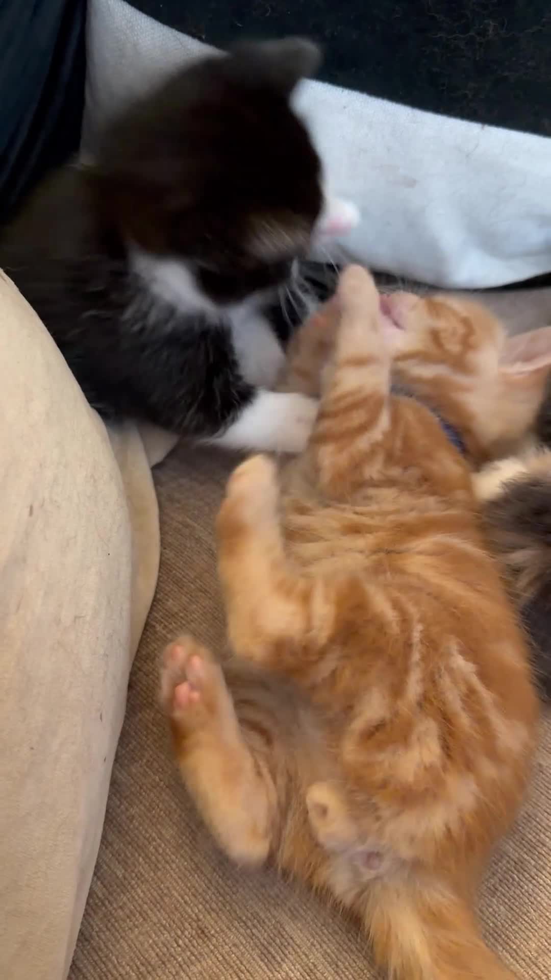 Mixed Breed cats for sale: Kittens looking for homes 🐱 - Video 1