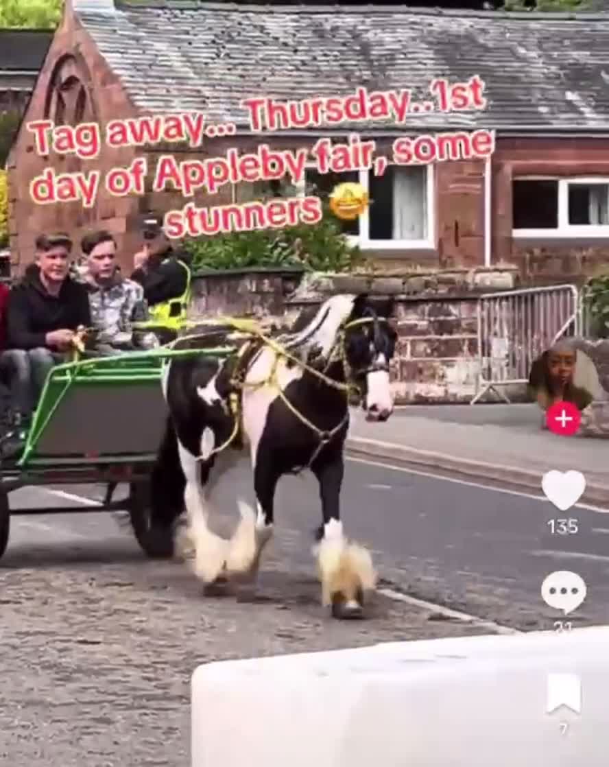 Irish Cob horses for sale: ⭐️TYSON⭐️ - Video 1