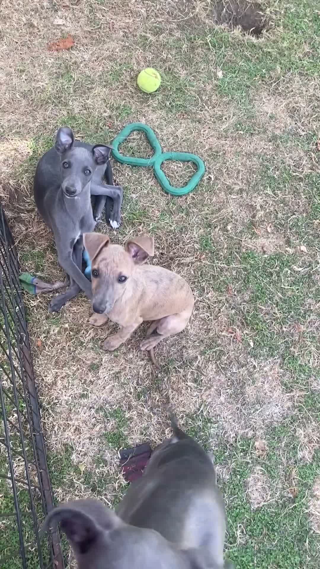 Whippet dogs for sale: Two Beautiful Whippet girls remaining  - Video 4