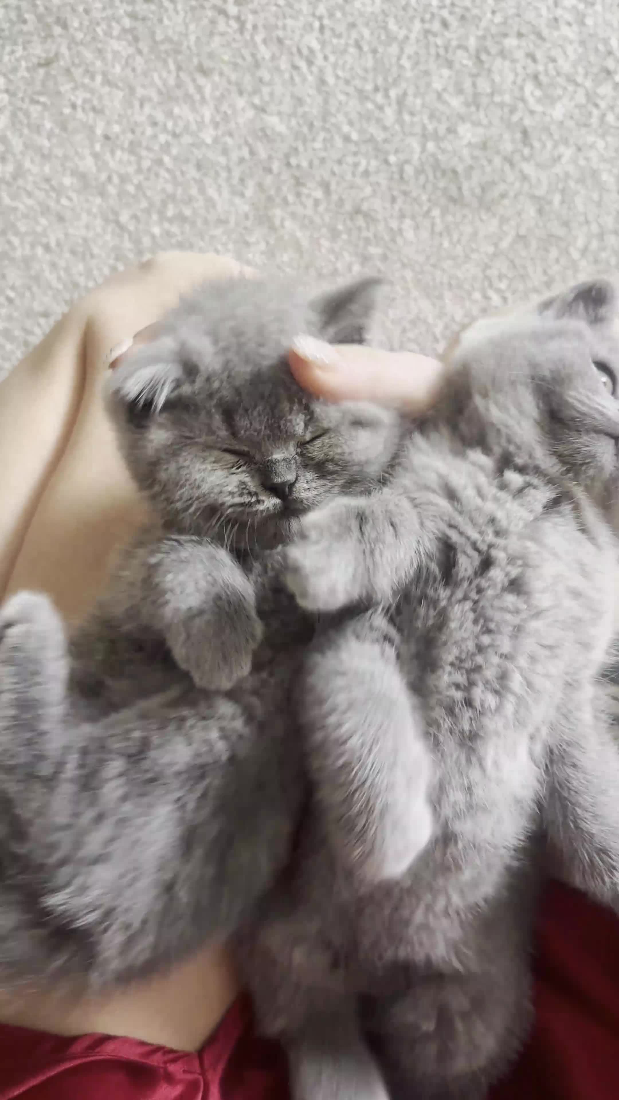 British Shorthair cats for sale: READY TO GO STUNNING BRITISH SHORT HAIRS GCCF  in London - Video 2