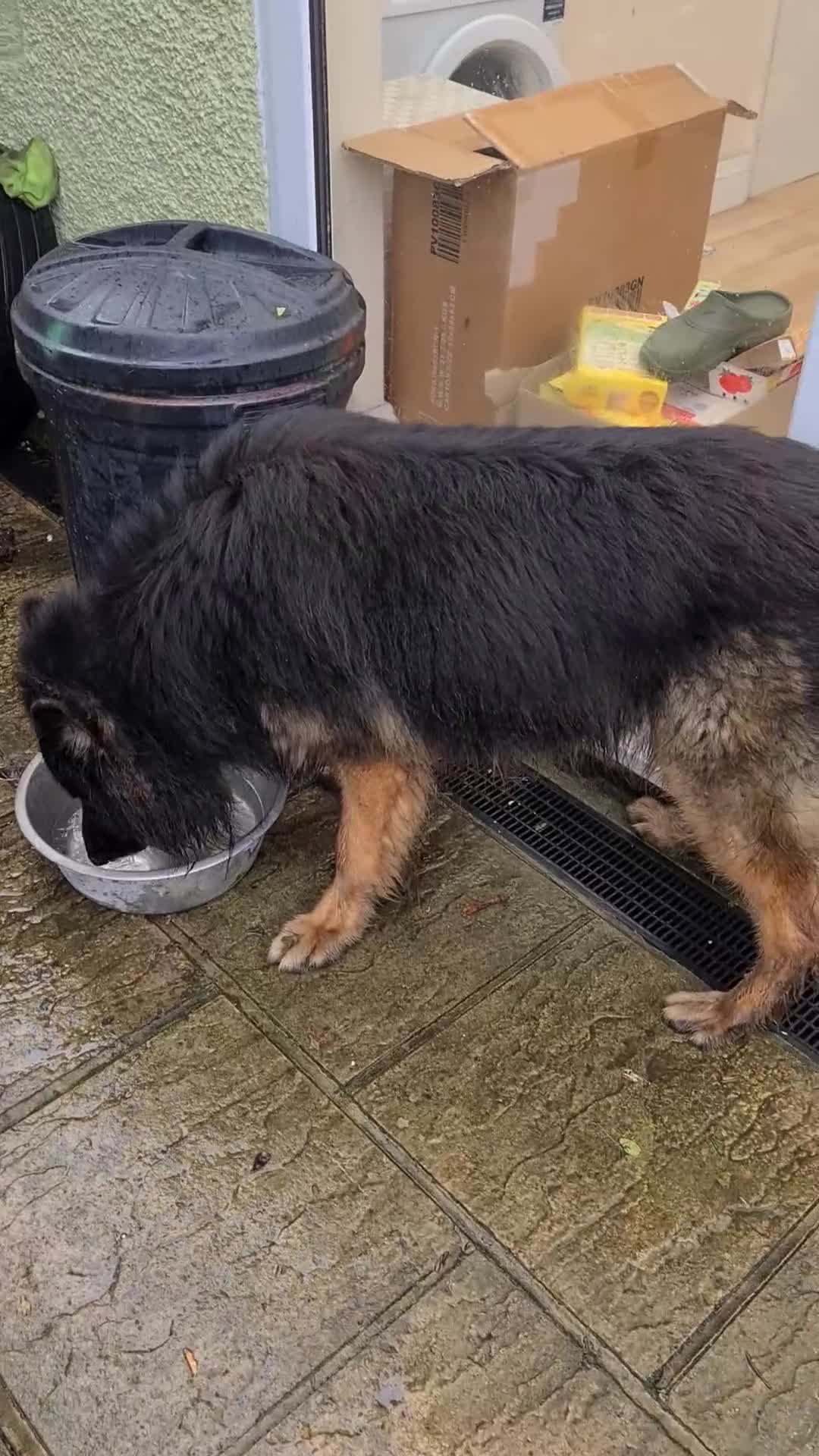 German Shepherd dogs for sale: Long fur German shepard  - Video 2