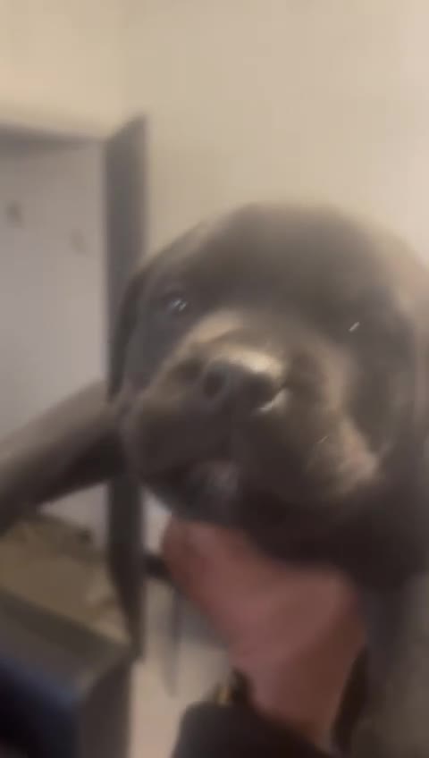 Rottweiler dogs for sale: rottweiler pups - Video 1