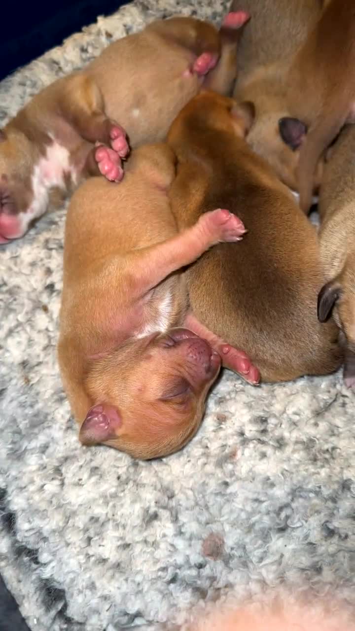 Mixed Breed dogs for sale: Staff X Sharpei puppies  - Video 2