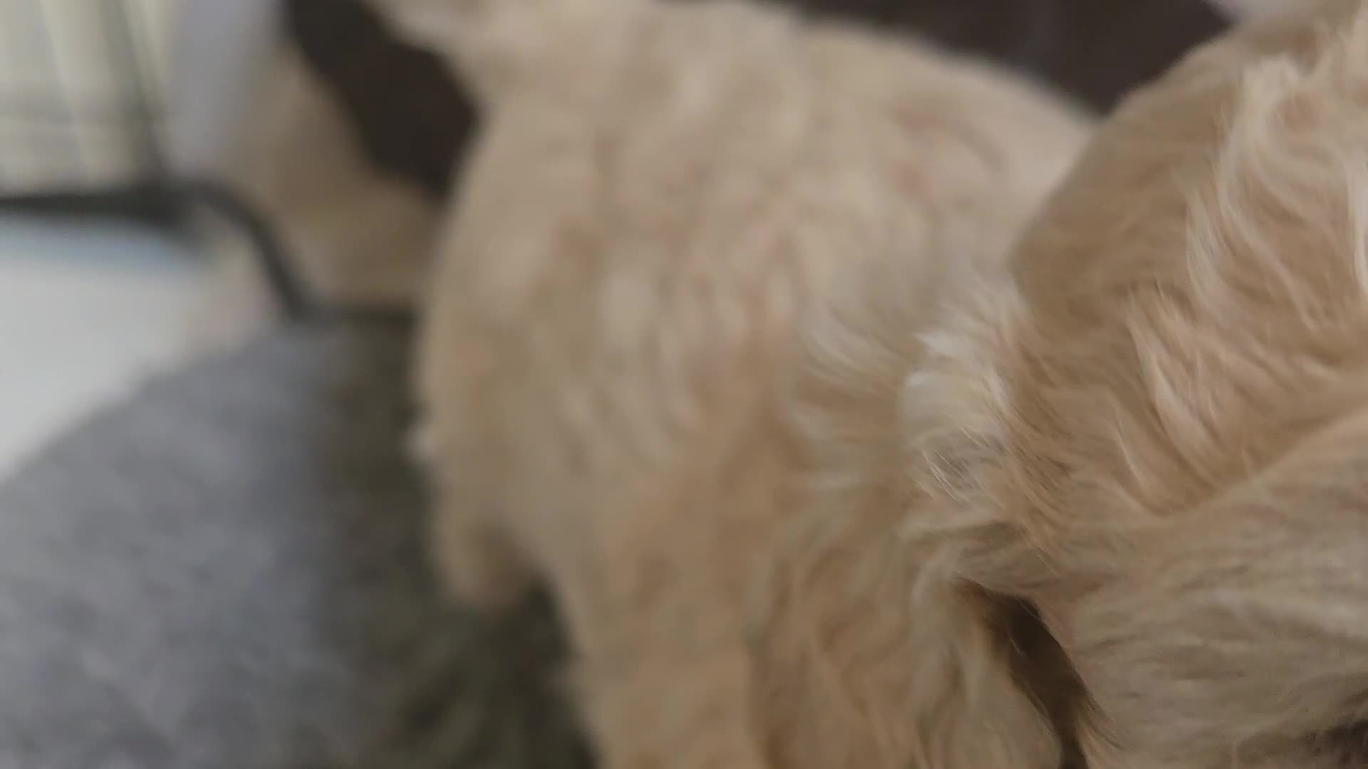 Shihpoo dogs for sale: 🐾 Adorable Shihpoo Puppies 🐾 - Video 2