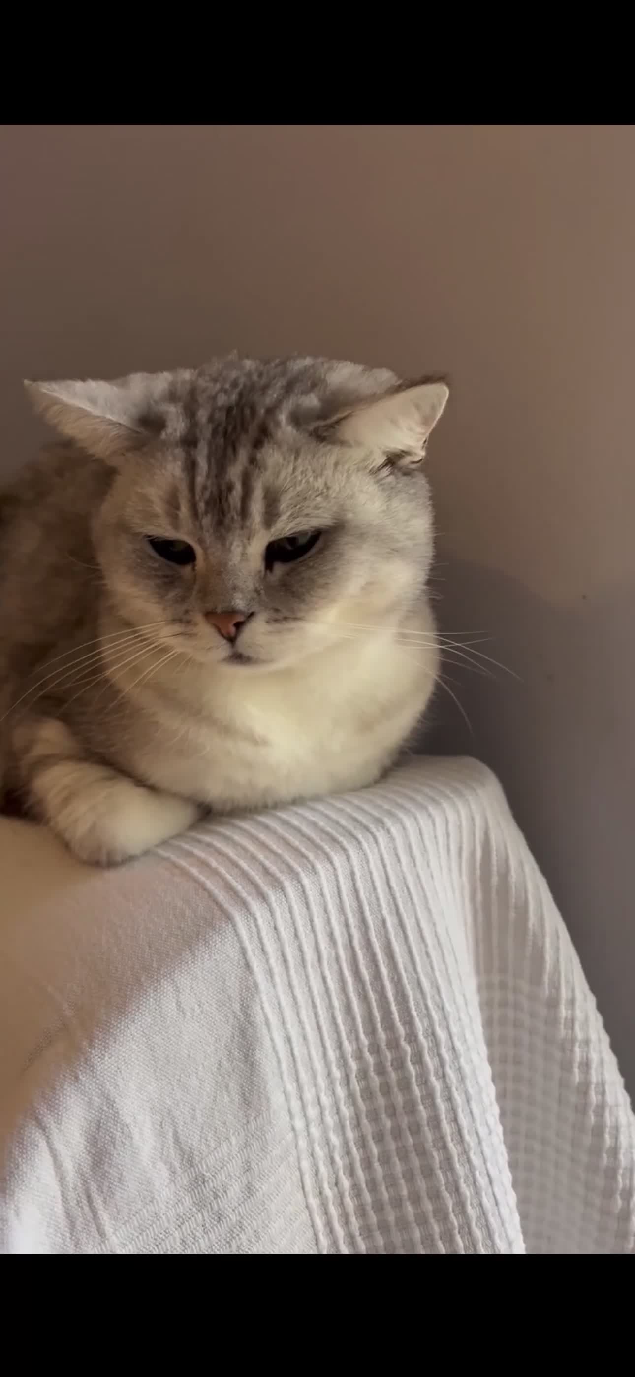 British Shorthair cats for sale: Birtish shorthair  in Penarth - Video 1