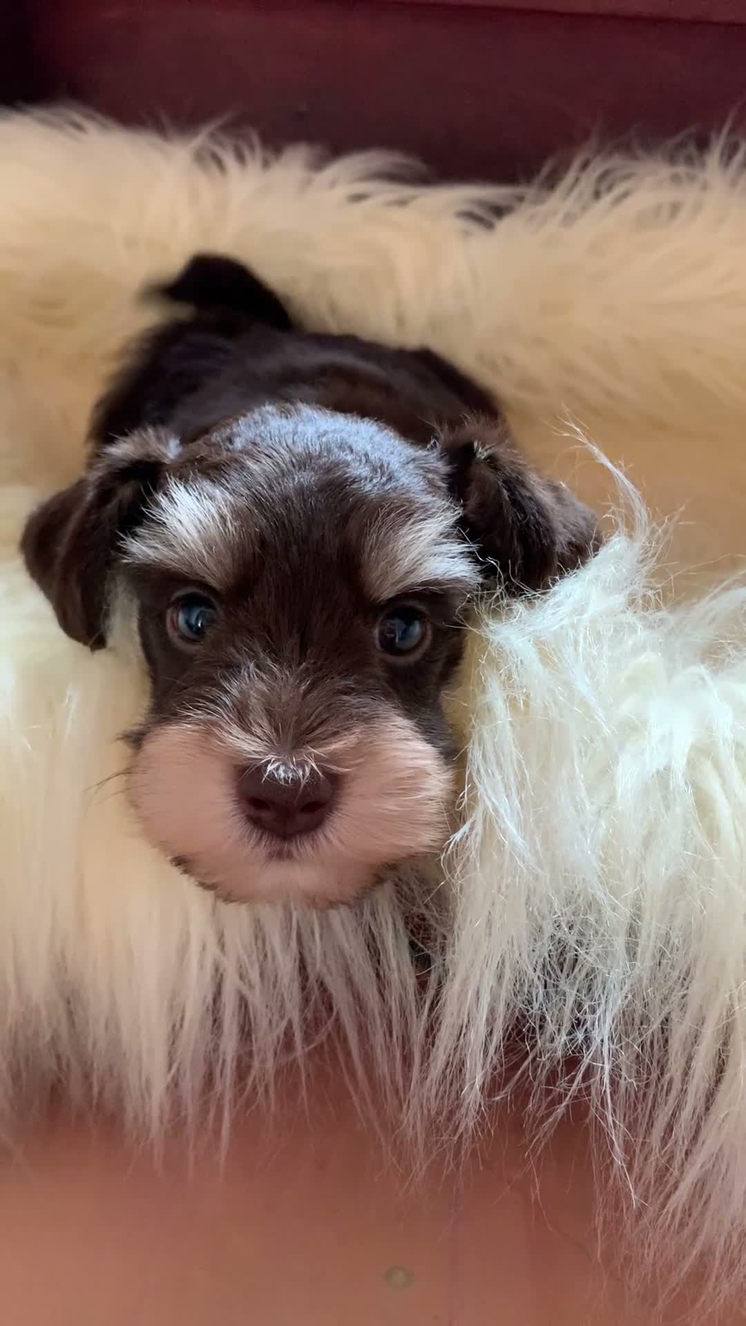 Miniature Schnauzer dogs for sale: 5* LICENSED RKC TOY MINI SCHNAUZERS H/T  - Video 2