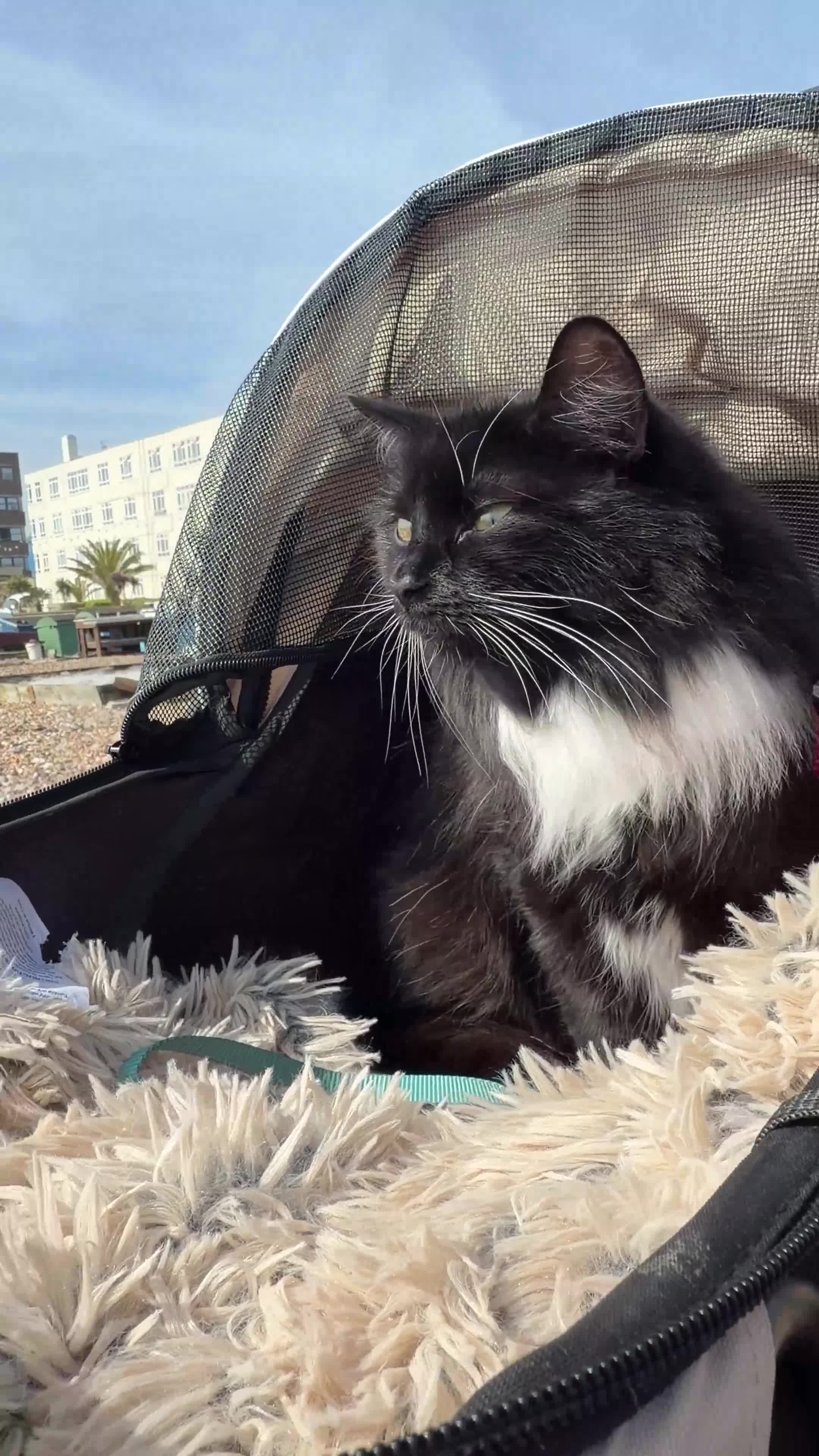 Mixed Breed cats for sale: Our beautiful Mochi 🐾🤍 - Video 1