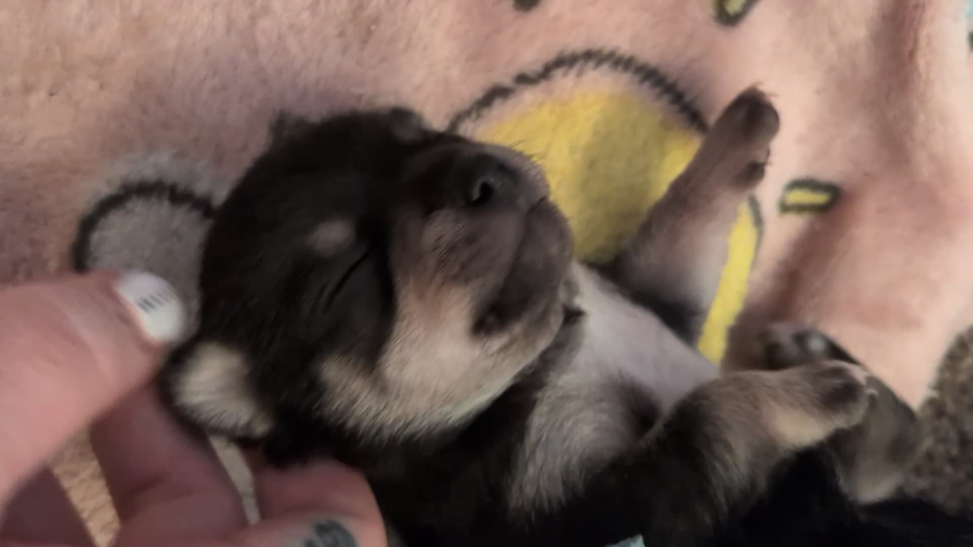 Chihuahua dogs for sale: Litter of Chihuahua pups - Video 1