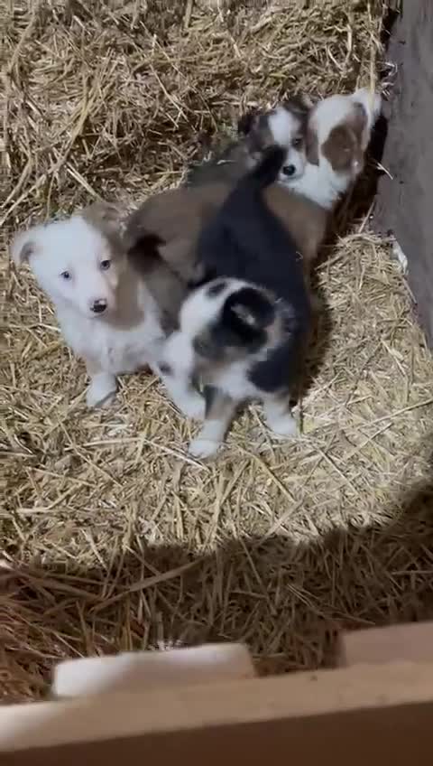 Mixed Breed dogs for sale: 4 collie x welsh collie pups  - Video 3