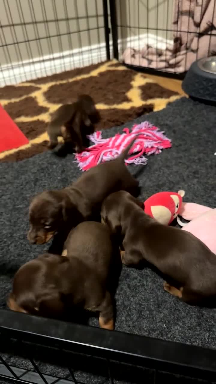 Miniature Dachshund dogs for sale: True Miniature Dachshund Puppies - Video 2