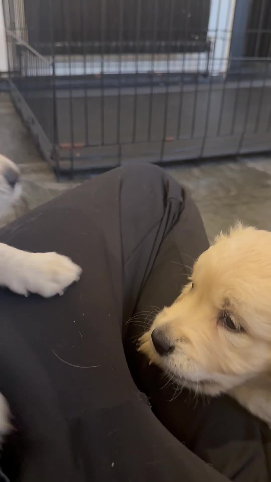Golden Retriever dogs for sale: KC Registered Golden Retriever puppies.  - Video 3