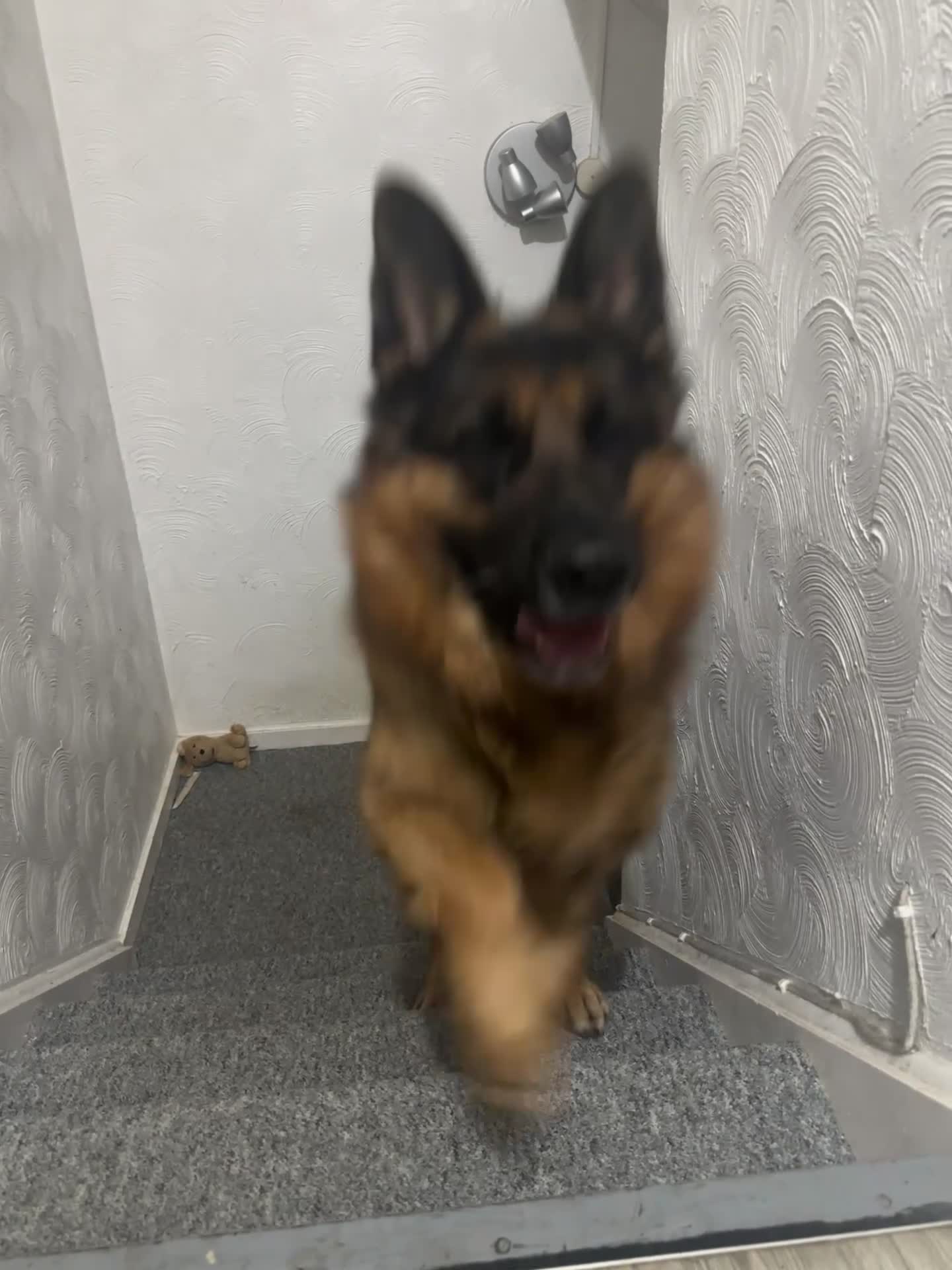 German Shepherd dogs for sale: Loving Home Wanted for Jack – German Shepherd 🐾 - Video 1