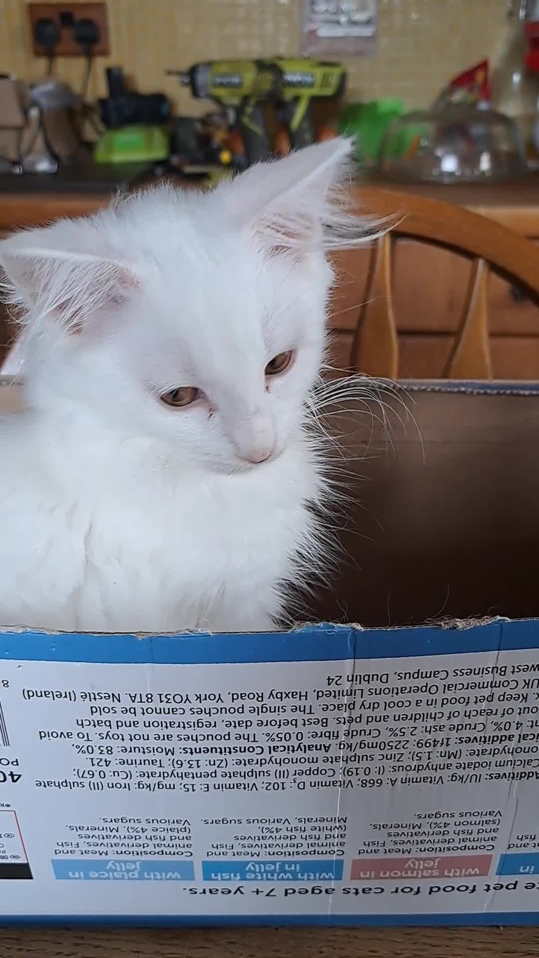 Norwegian Forest Cat cats for sale: Full Norwegian forest cat kittens - Video 1