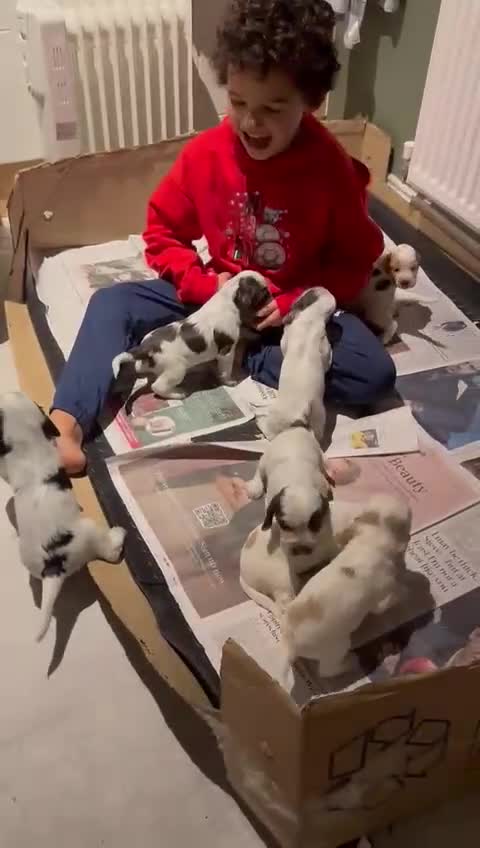 Cocker Spaniel dogs for sale: 8 beautiful show cocker puppies for sale - Video 1