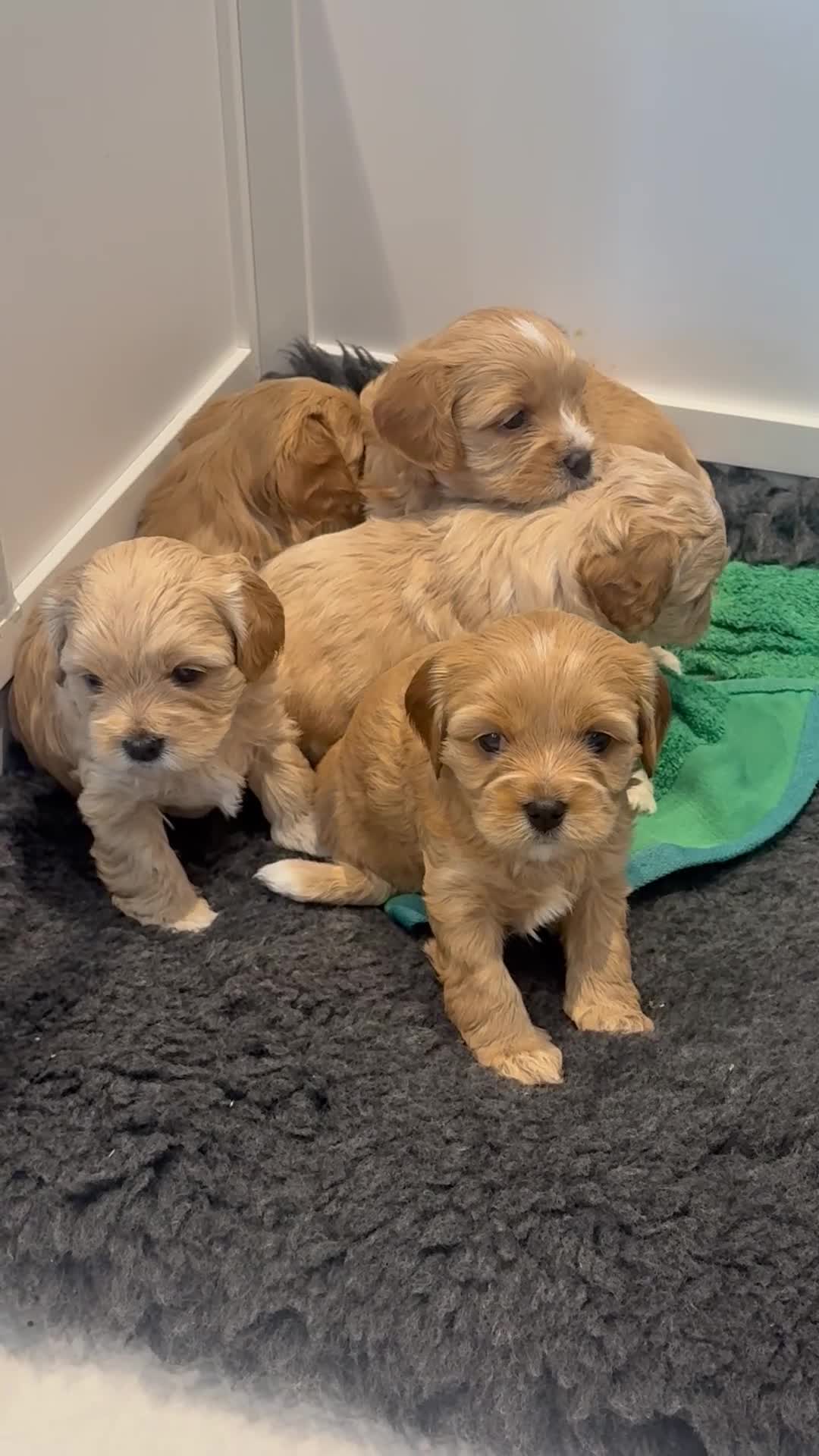 Mixed Breed dogs for sale: Beautiful Cavattoodles – Family Raised Puppies - Video 1