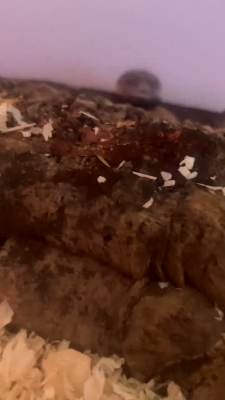 Corn Snake reptiles for sale: Corn snake for free  in Sheffield - Video 3