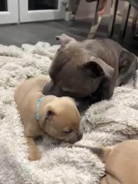 Staffordshire Bull Terrier dogs for sale: Blue fawn male pup - Video 4