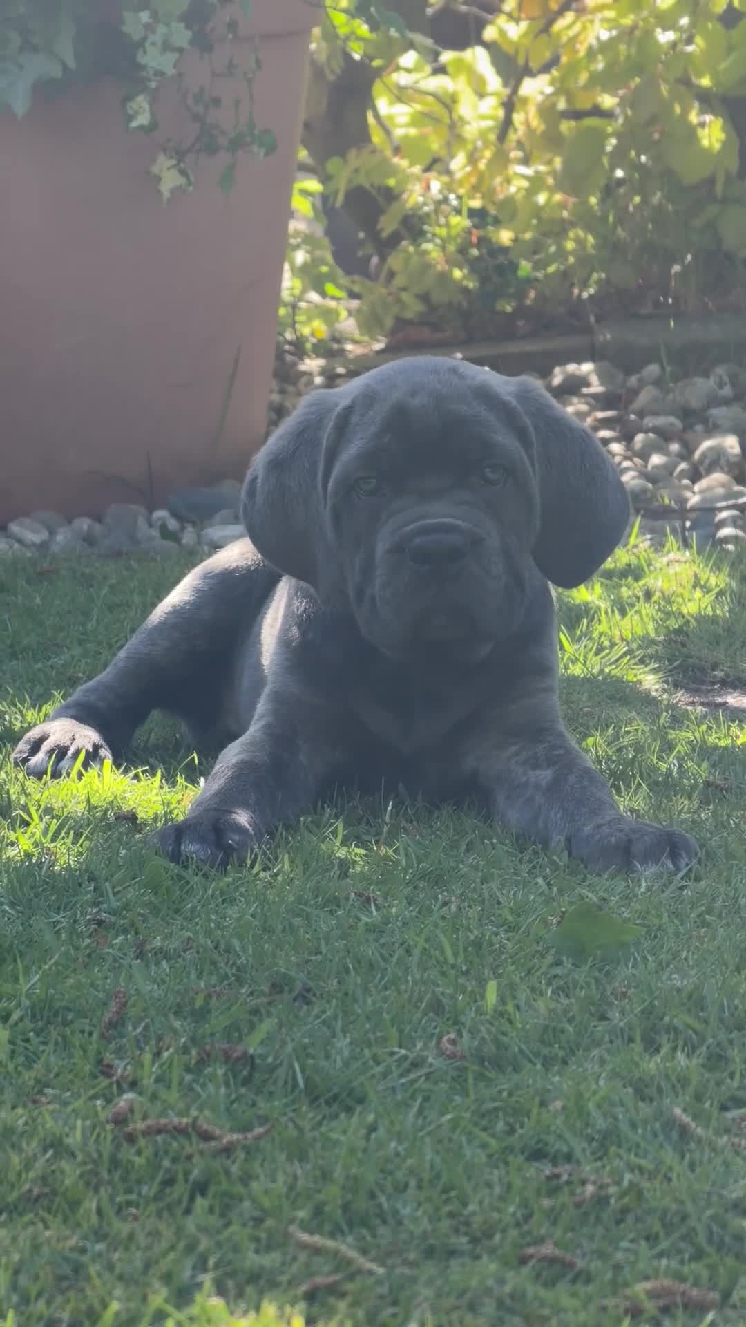 Cane Corso dogs for sale: Cane Corso puppies (1 female left)  - Video 1
