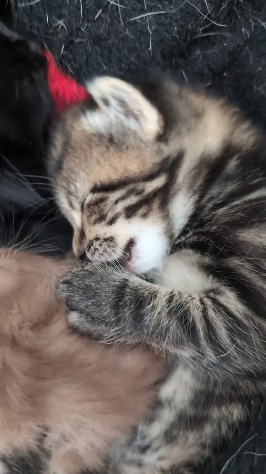 Mixed Breed cats for sale: 3 Handsome Male Kittens  - Video 1