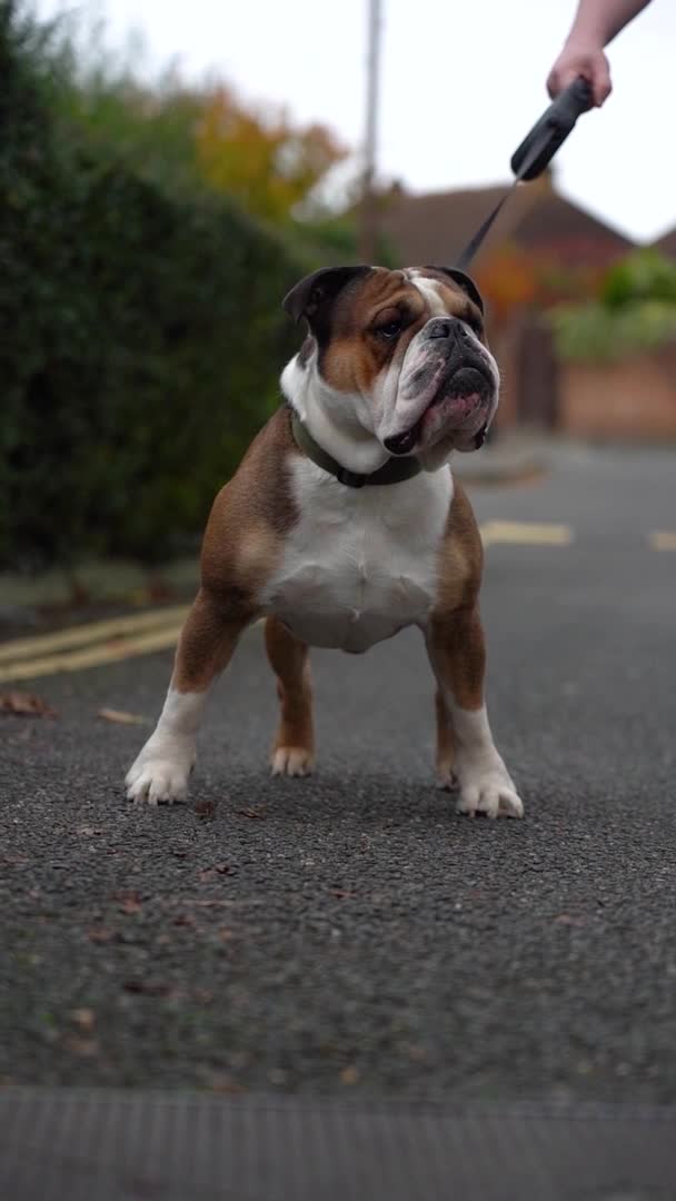 English Bulldog dogs for stud: Rocky ukbkc/nebbr registered  in Erith - Video 1