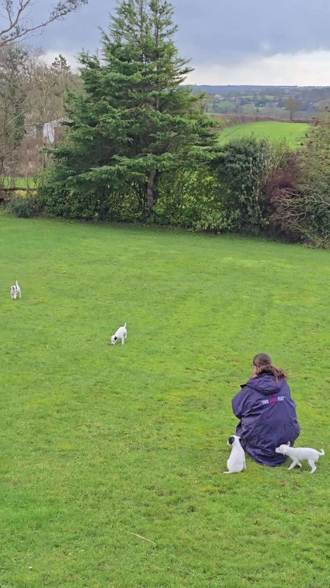 Parson Russell dogs for sale: One beautiful girl Parson Russell Puppies - Video 1