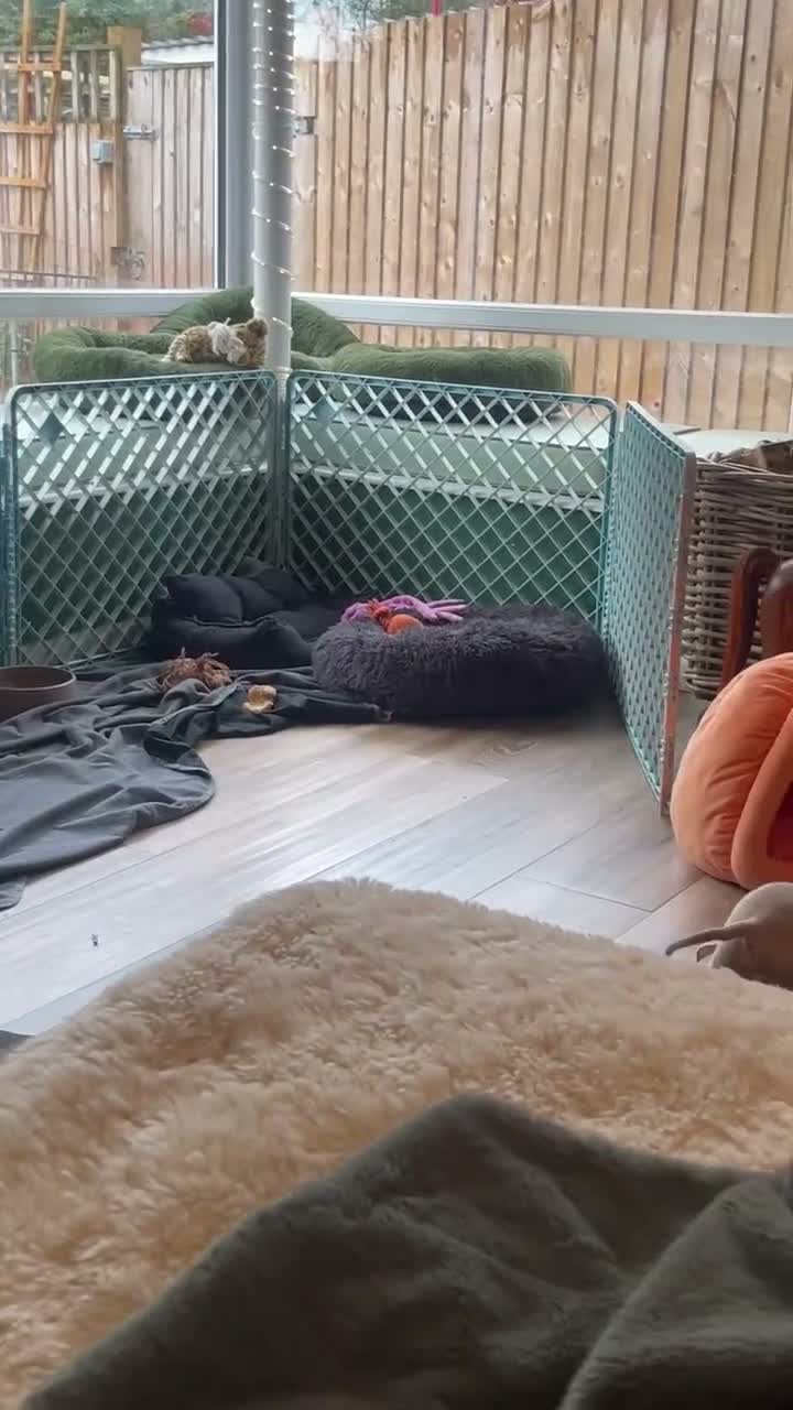 Italian Greyhound dogs for sale: Gorgeous KC Italian Greyhound Boys - Video 3