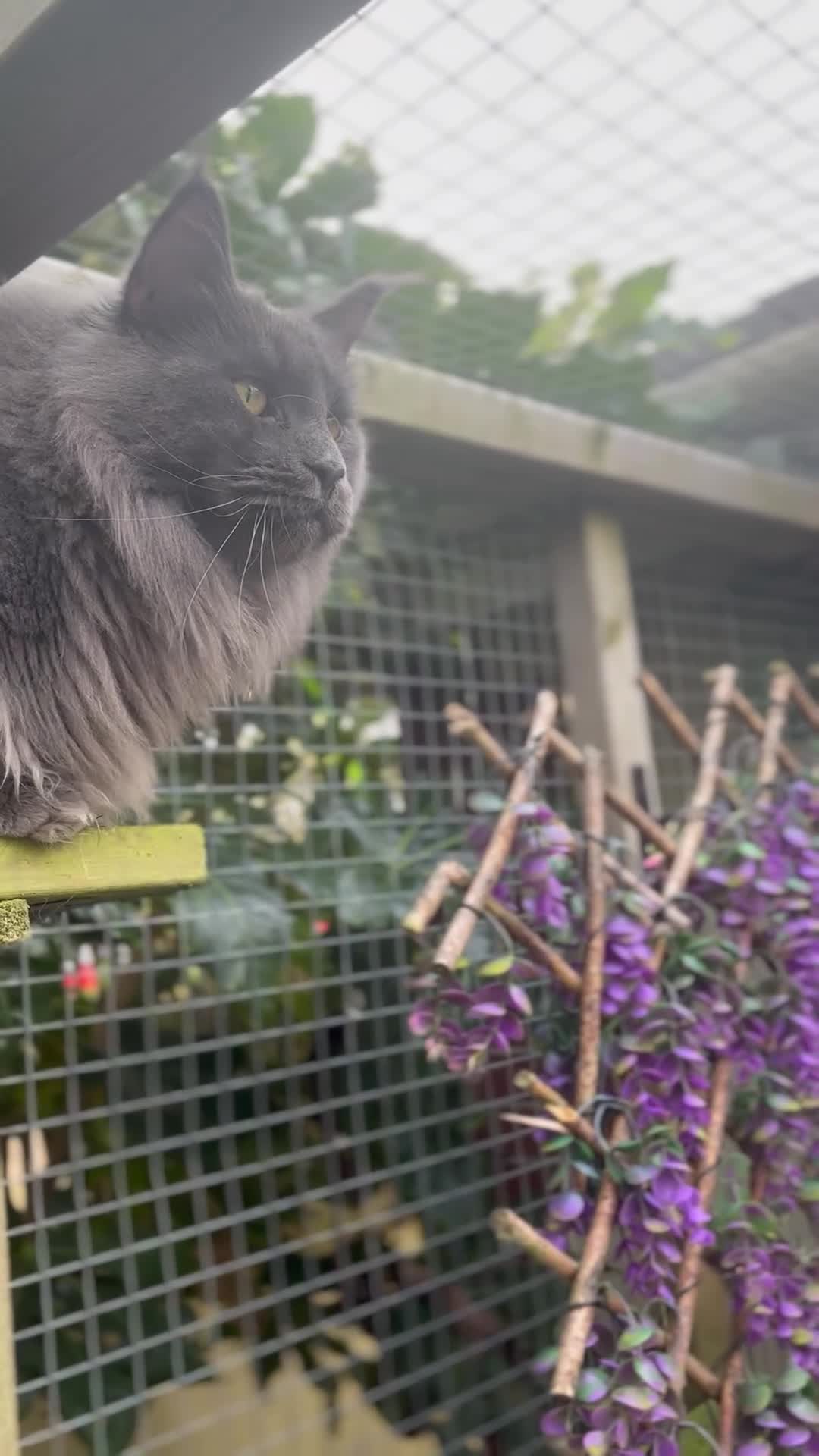 Maine Coon cats for sale: Adorable TICA  registered active Mainecoons  - Video 2