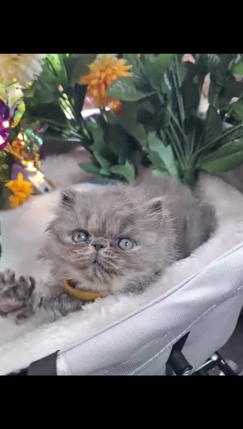 Persian cats for sale: Blue Persian kittens  - Video 1