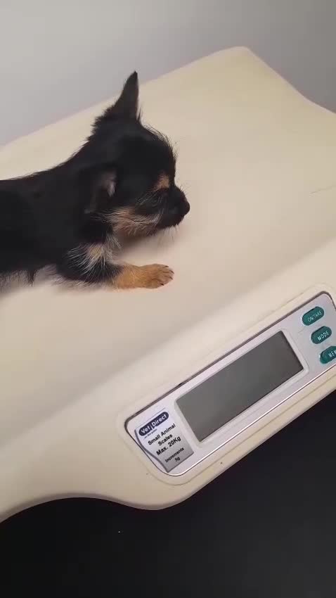 Chorkie dogs for sale: Chorkie puppies for sale - 1 girl left - Video 1