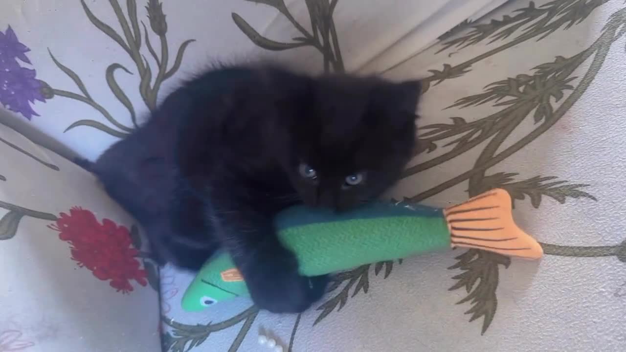 Mixed Breed cats for sale: 2 MALE BLACK LONG HAIRED FLUFFY KITTENS LEFT💘 - Video 1